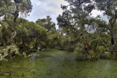 The Ancient Wetland Forest