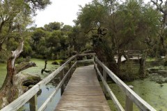 The Path Through the Ancient Wetland
