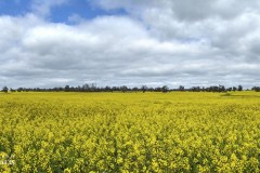 Fields of Yellow
